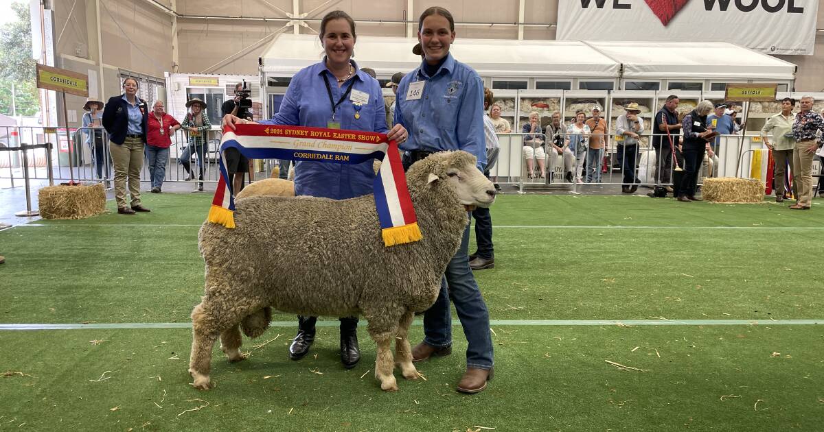 Eskbank take ram and ewe Corriedale grand championships