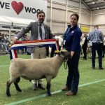 Limousins claim top-prices in steer auction at Sydney Royal