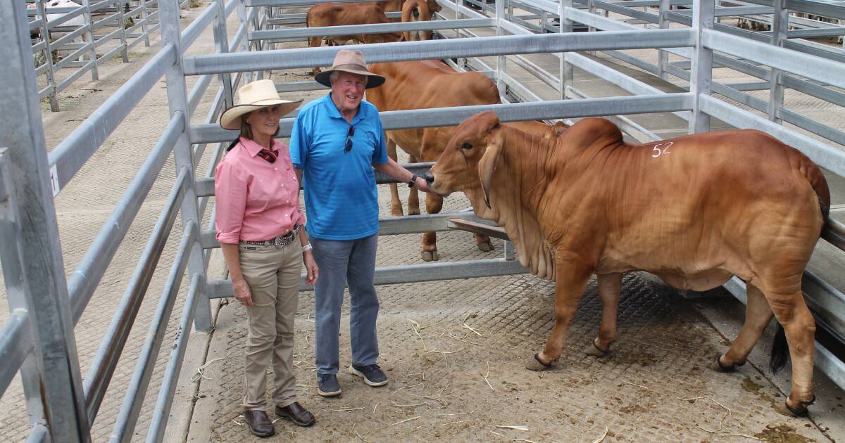 Horned heifer tops Silverdale Brahman female sale