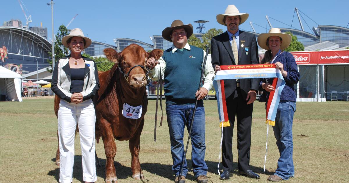 Limousin wins interbreed junior bull at Sydney Royal 2024 | The Land