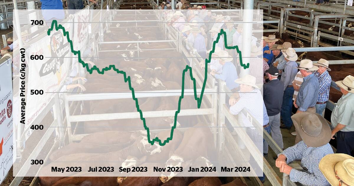 Cattle prices turn on rain; May outlook strong but it's a see-saw no one can trust