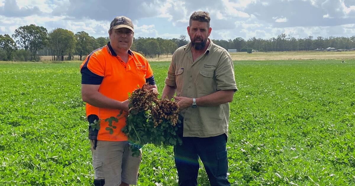 New variety of dryland peanut ready to harvest