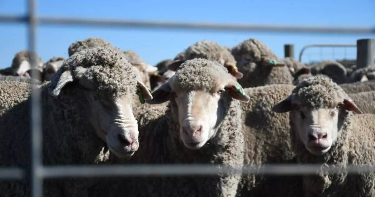 Growing producer pains of Labor's live sheep export ban