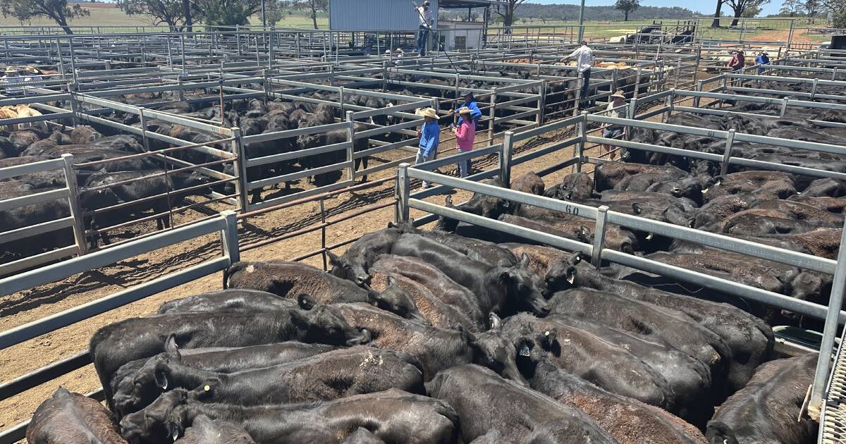 Steer market holds firm at Dunedoo store sale