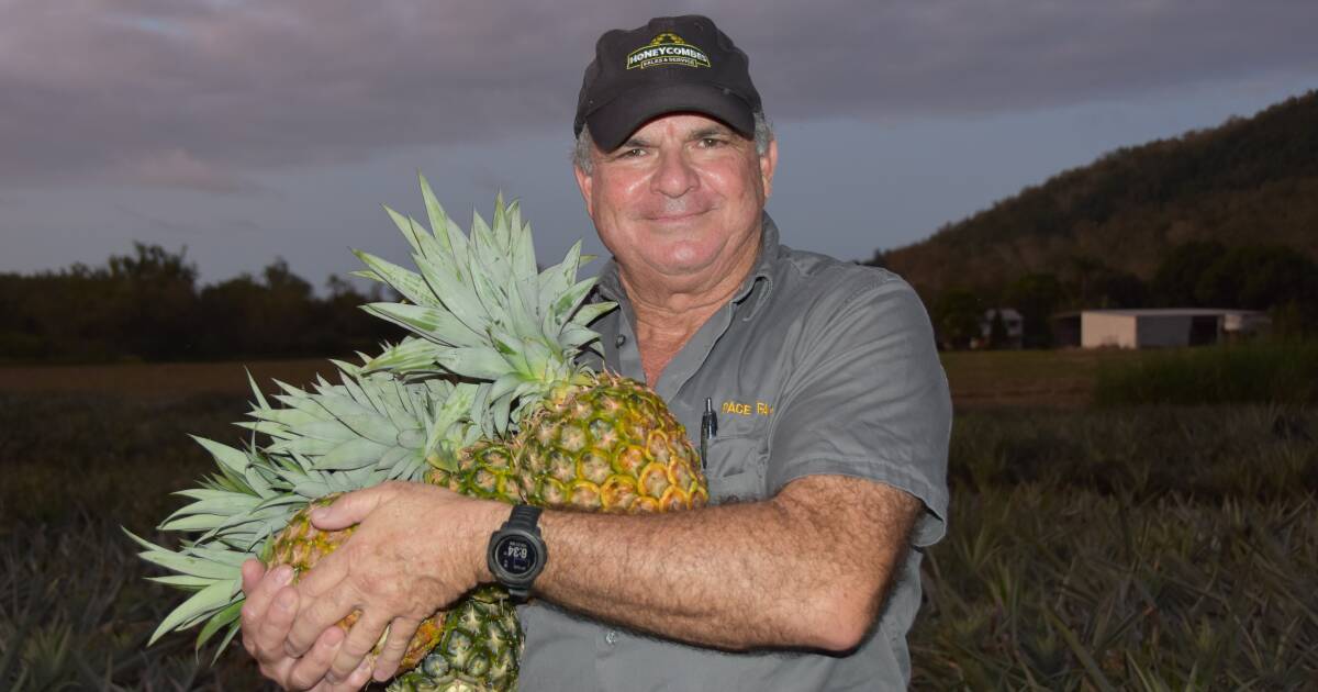 The trials and triumphs of NQ's pineapple prodigy