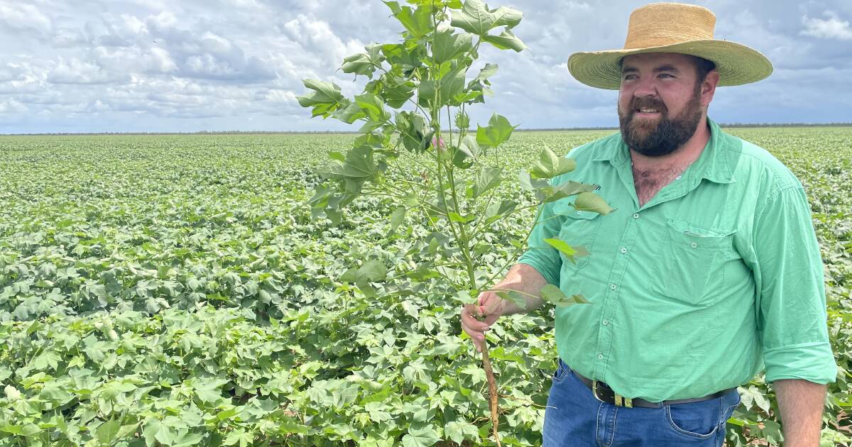 Cropping surge draws agronomist to the north west