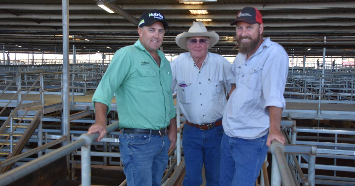 Nutrien Livestock sold 1165 head in its store sale at the Muchea Livestock Centre last week. Steers topped at $1255 and heifers made up to $1104. | Farm Weekly