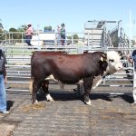 The Cedars developed for 350 breeders, even in drier seasons | Video