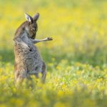 Livestock Transport Conference in Toowoomba | Queensland Country Life