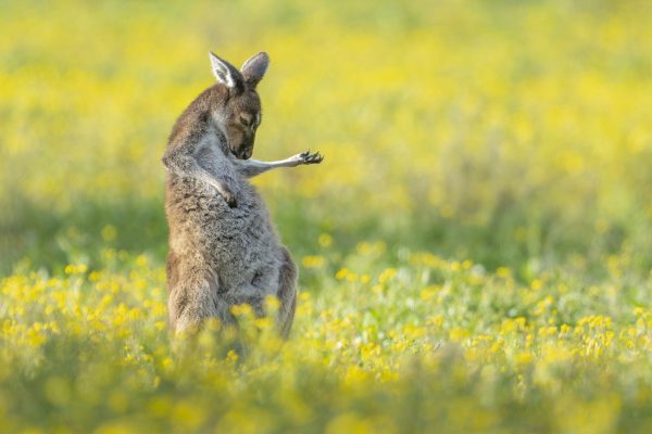 Some of the silliest animals on the planet, captured by you