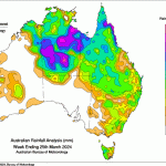 Wagga sale 25 March 2024: Rainfall re-energises restockers