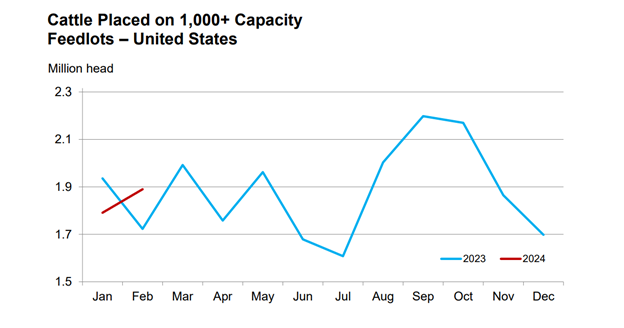 Feedlot placements larger than expected