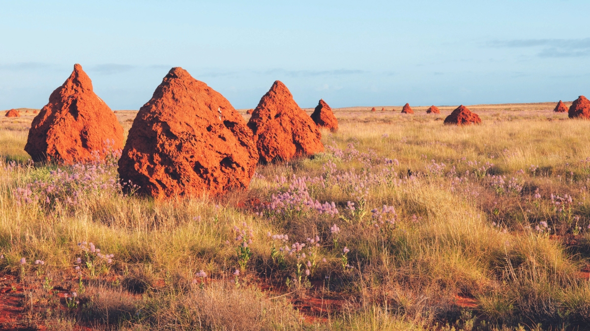A road-trip along the Pilbara Coast reveals surprises at every turn