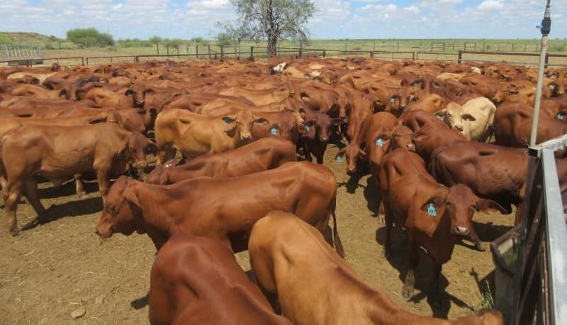 Lighter steers and heifers lose ground in smaller 16,700 head online offering