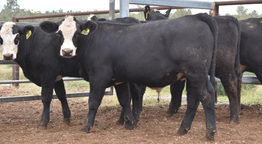 Heavier steers and heifers ease in value in 17,200 head online offering