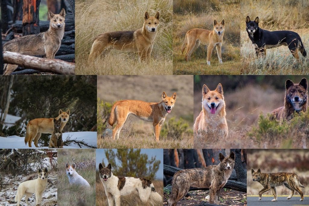 Fears of wild dog spread with dingo order change