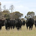 Angus takes a deep deep dive into Northern Australia at Beef 2024