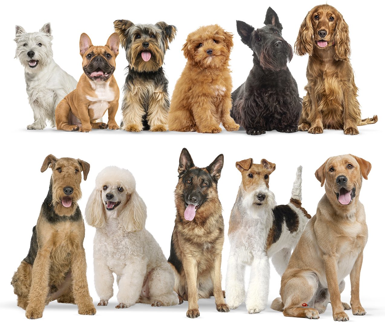 The changing face of Britain’s favourite dogs, decade by decade