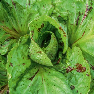 Chicory and endive: The bittersweet plants as versatile as they are punchy