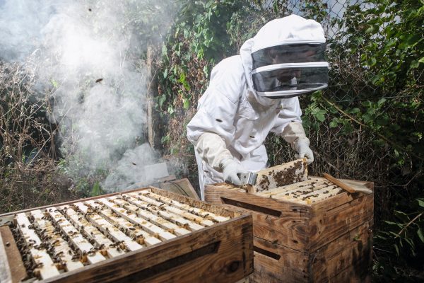 The buzz is back, says British Beekeepers Association, which celebrates its 150th anniversary