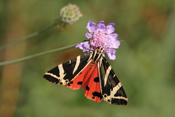 Counting butterflies to calm the anxious mind