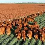 Inverell Elders stock agent wins national auctioneers title