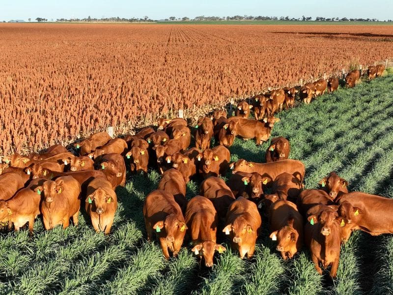 Lift in confidence, herd size evident in industry’s trail-blazing Beef Producer Intentions Survey