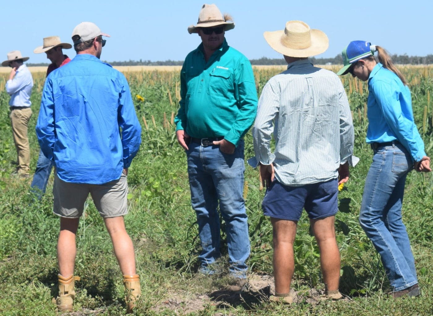 Southern Qld field days hears of upcoming legume resources + PHOTOS