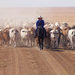 Of the 34 bulls offered by Silverstone Charolais, 22 were sold under the hammer to an $8591 average. | Farm Weekly