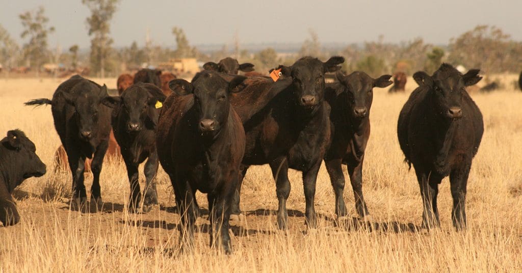 Angus takes a deep deep dive into Northern Australia at Beef 2024