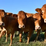 Bill seeks fairer market prices for Livestock Indemnity Program