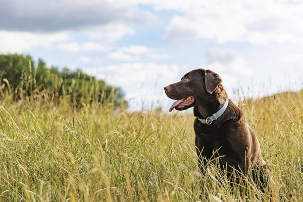 The three dog breeds that make the ultimate family pet, according to expert trainer Ben Randall