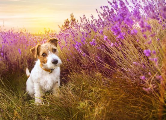 Who was the original Jack Russell who gave his name to one of Britain’s favourite dog breeds?