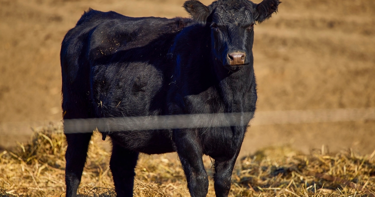 Slow-moving feedlot dynamics in the cattle markets