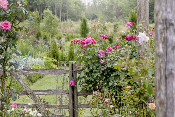 What I grow in my garden, by Country Life’s gardens editor Tiffany Daneff