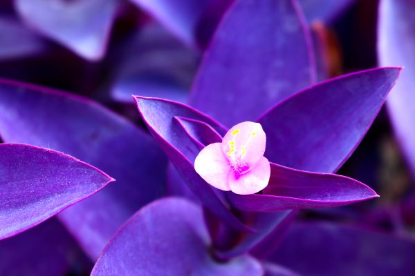 The house plant I’ve kept alive for 50 years