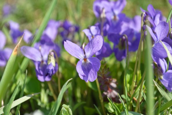 The expert guide to growing violets, by the fifth-generation nursery owner who’s devoted a lifetime to them