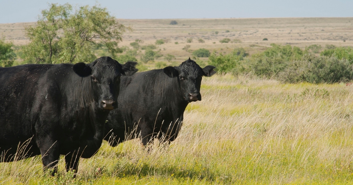 Slaughter cattle and ground beef market soars