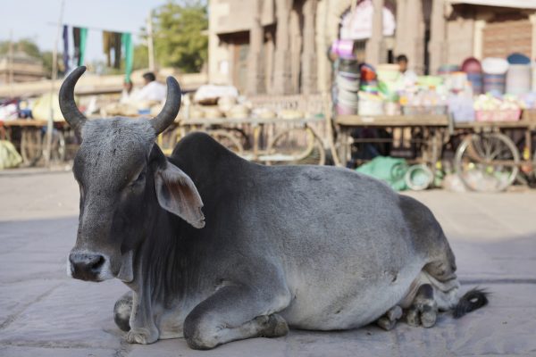 A dairy farmer’s view of Jaipur, the city where traffic stops for sacred cows