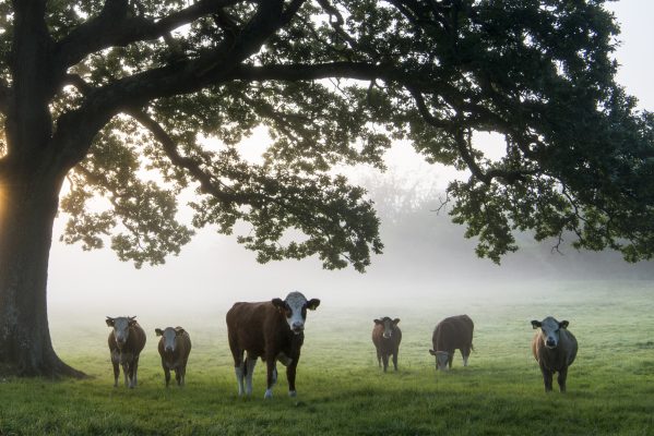 ‘Milk, butter, eggs and honey provide a healthy variety with which industrially processed, plant-based food can’t compete’