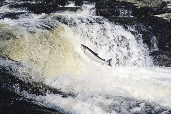 Joe Gibbs: Even the patron saint of salmon can’t save these fish from the seals