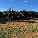 Challenges of wet weather on cotton crop at Maryborough | Queensland Country Life