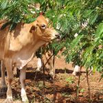 Beef steers topped at 320c/kg and $1254 and beef heifers reached a high of 276c/kg and $1104 at Boyanup last week. | Farm Weekly