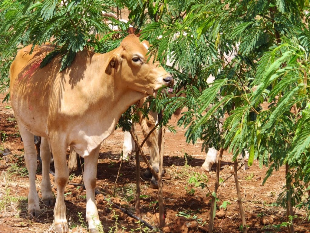 An update on leucaena toxicity: Is inoculation really necessary?