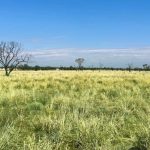 Graziers improve livestock efficiency and performance