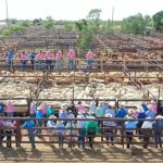 Steers in demand at Woodford