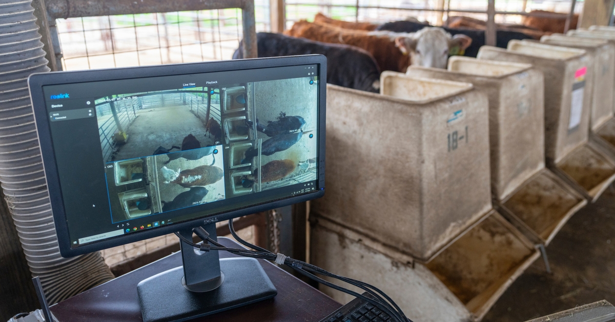 A ‘smart’ examination to improve livestock management efficiency