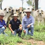 Hope for CQ sorghum harvest despite pest pressures