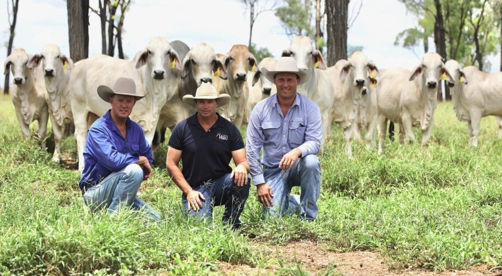 NCC Brahman stud herd changes hands in major pre-auction dispersal deal