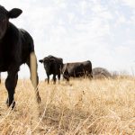 Texas A&M Veterinary Emergency Team returns from wildfire deployment